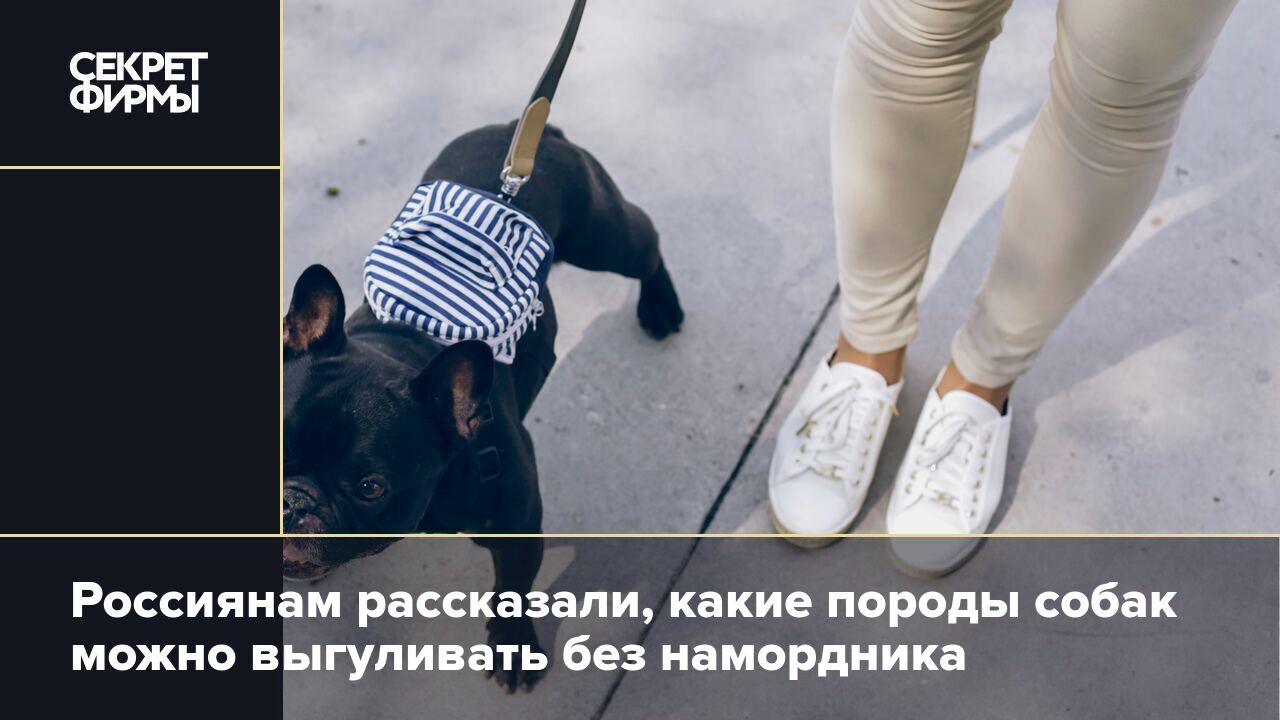 можно ли гулять с собакой в минус 20