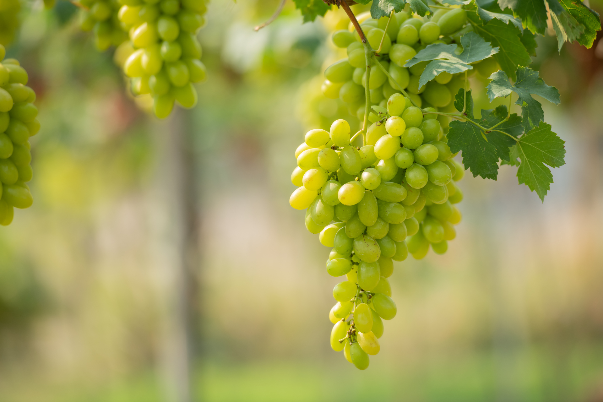 Scientific Reports: виноград улучшает микробиом кишечника