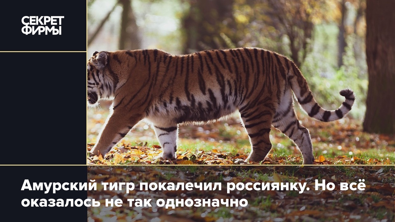 Амурский тигр покалечил россиянку. Но всё оказалось не так однозначно —  Секрет фирмы