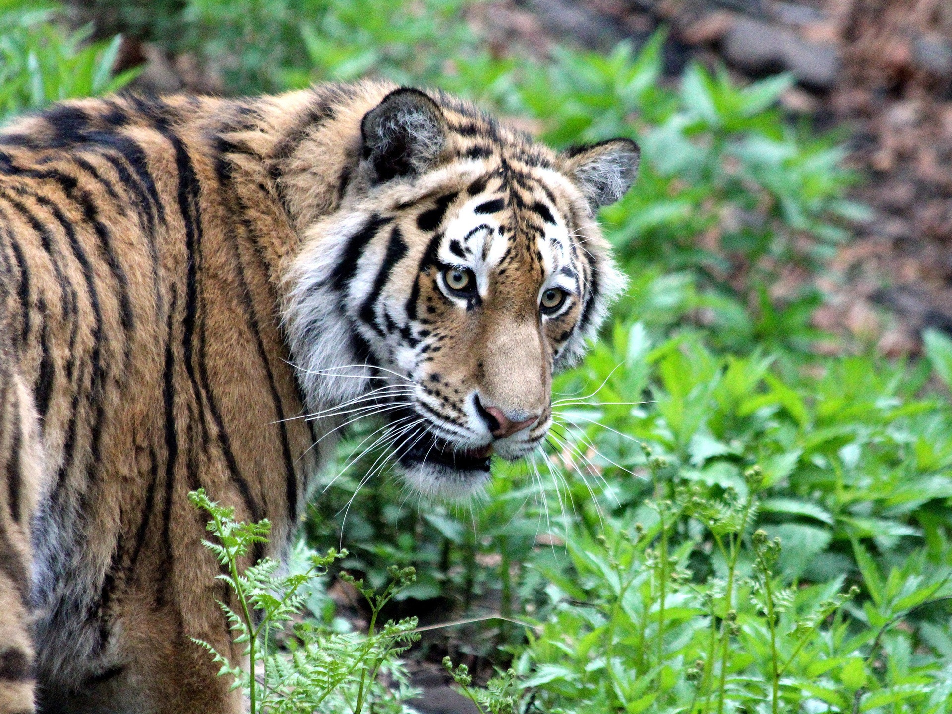 Нападения тигров на людей — Википедия