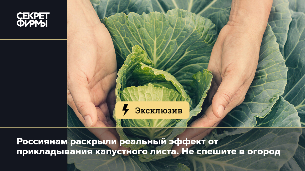 Россиянам раскрыли реальный эффект от прикладывания капустного листа. Не  спешите в огород — Секрет фирмы