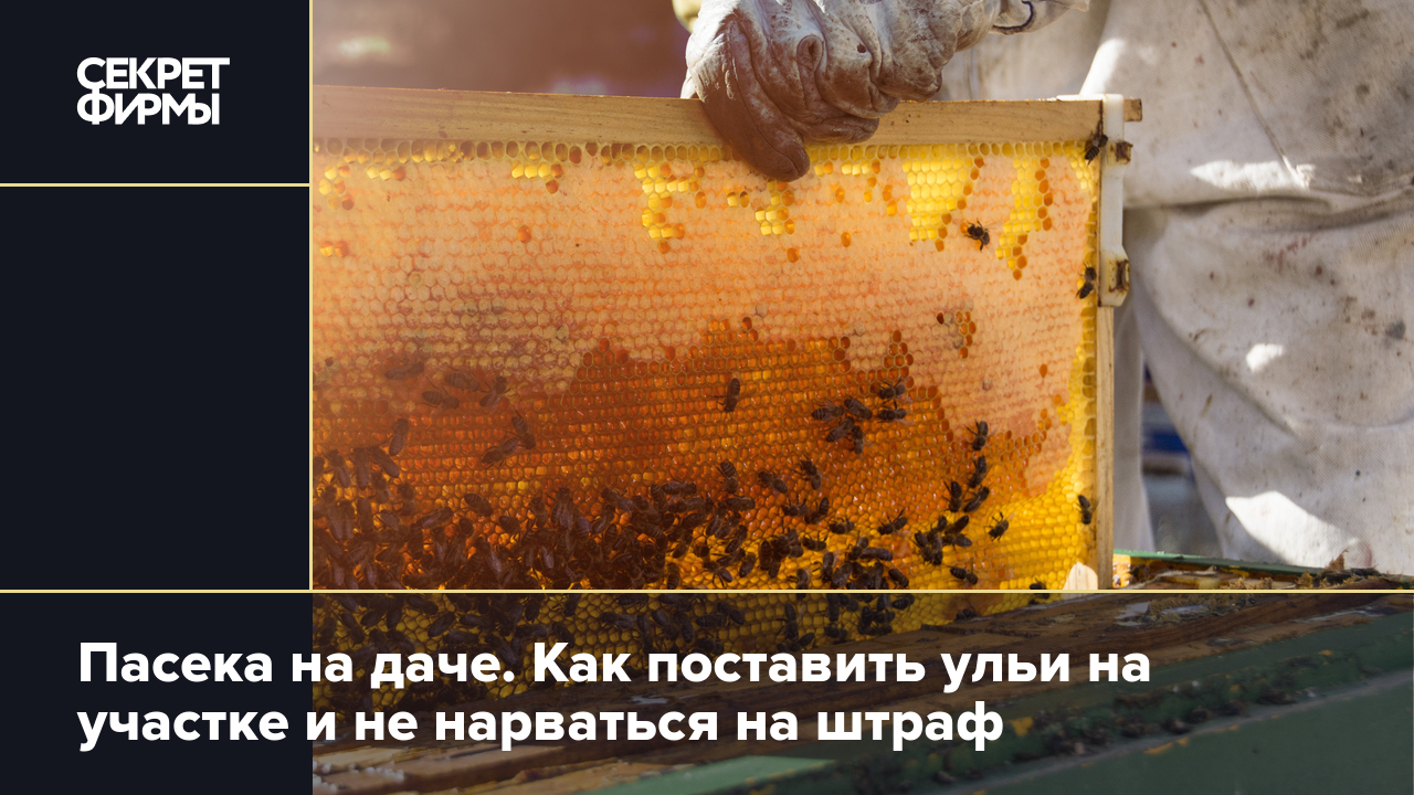 Изучение и подготовка к работе с пчелами