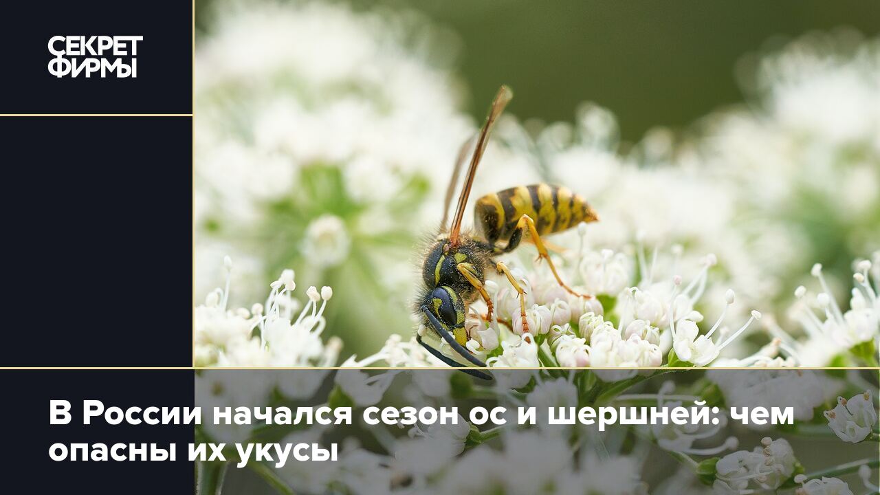 Укусила оса — что делать? — Секрет фирмы