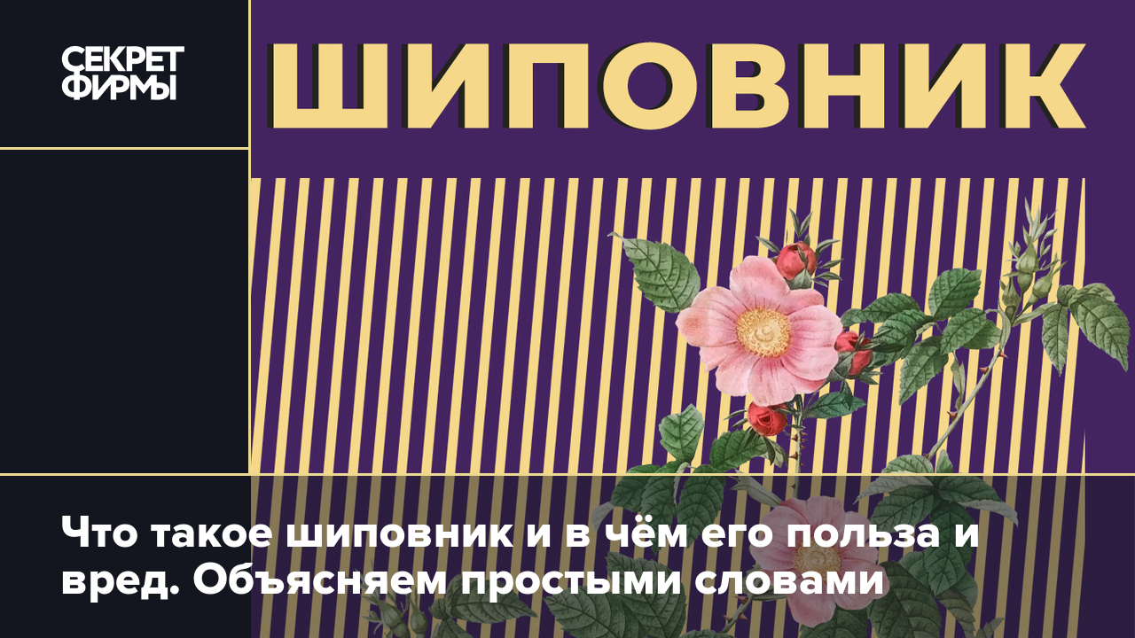 Шиповник: польза и вред для здоровья человека, противопоказания, способы  употребления — Секрет фирмы