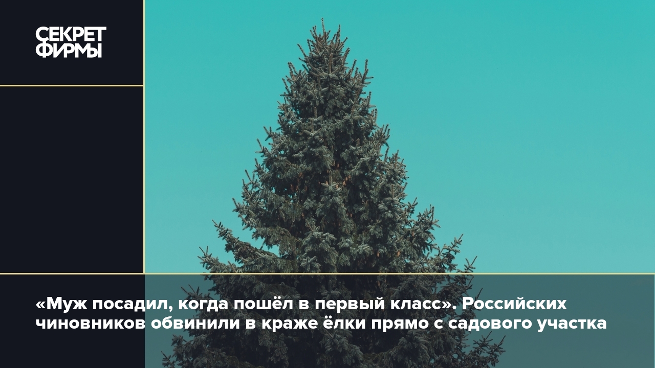 Новогоднюю ёлку спилили на садовом участке в Миньяре — Секрет фирмы