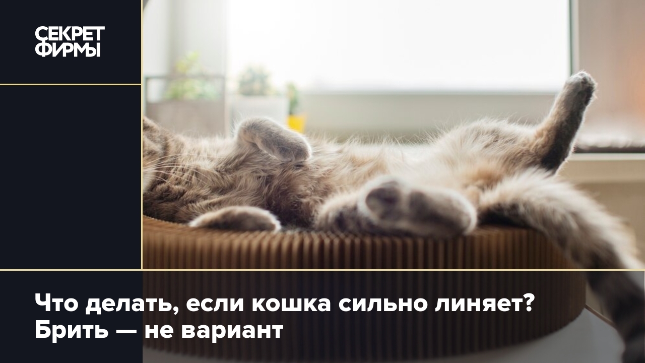 Сильно линяет кот!!!