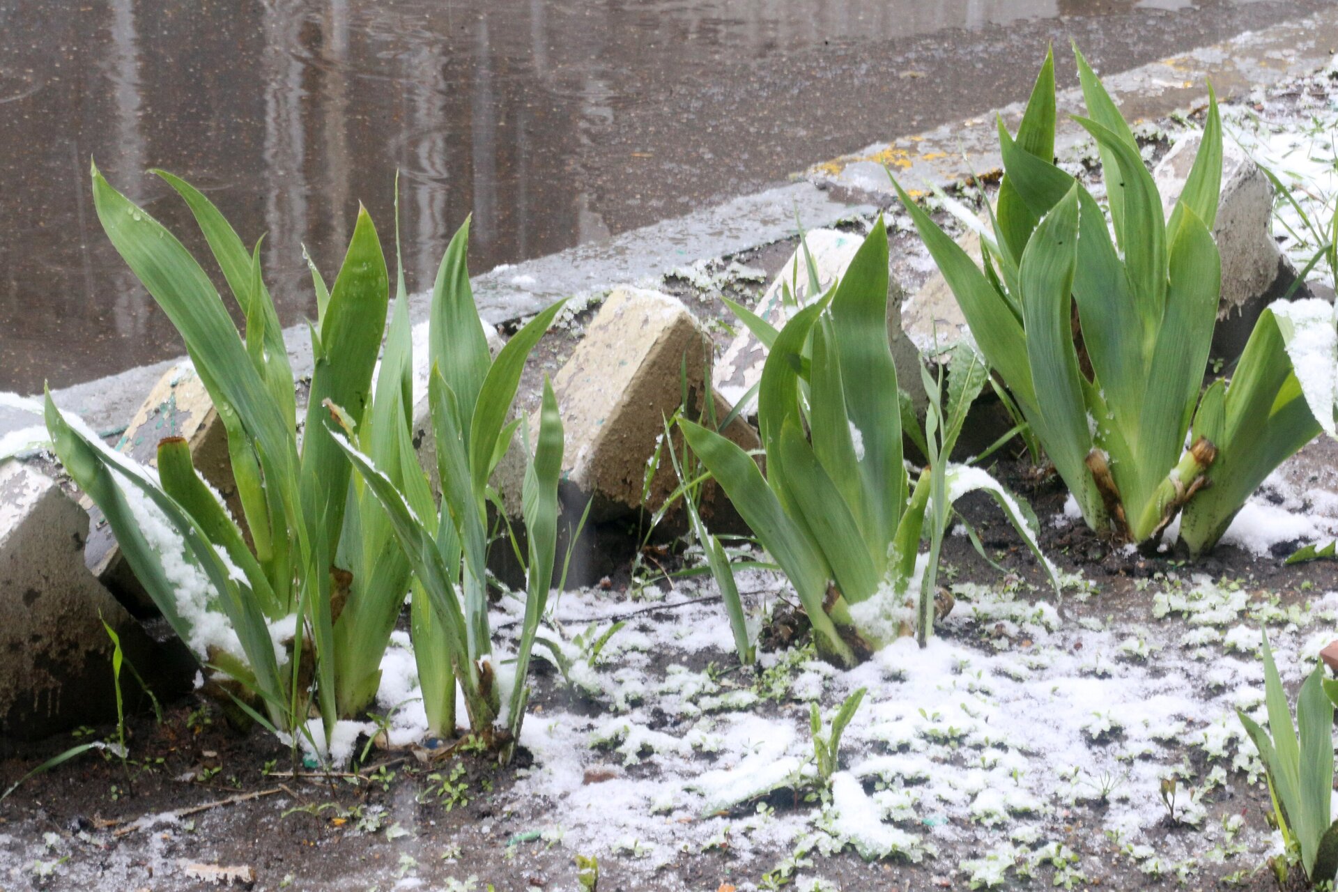 Синоптик Позднякова: в Москве 45 мая может выпасть снег