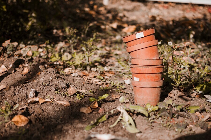 Садовод Воронов: полив рассады холодной водой поможет спасти её от заморозков