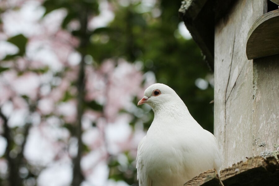 Врач Иванов: подкармливать голубей опасно из-за риска орнитоза