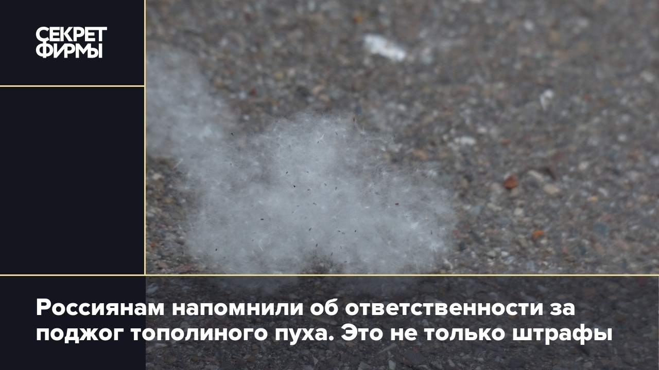 Что грозит за поджигание тополиного пуха? Россиянам назвали суммы штрафов —  Секрет фирмы