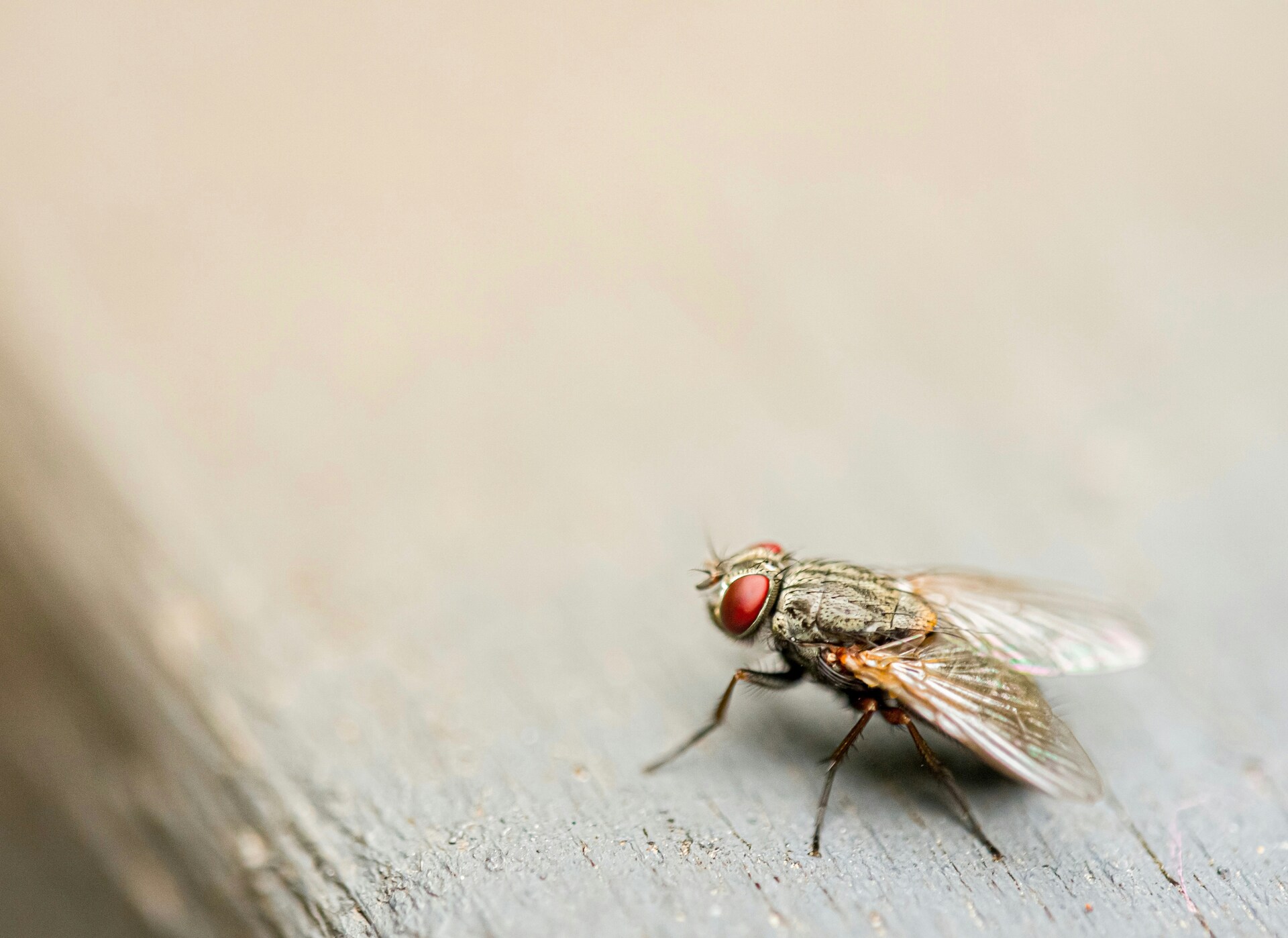 СМИ: в России появилась опасная муха-кровососка