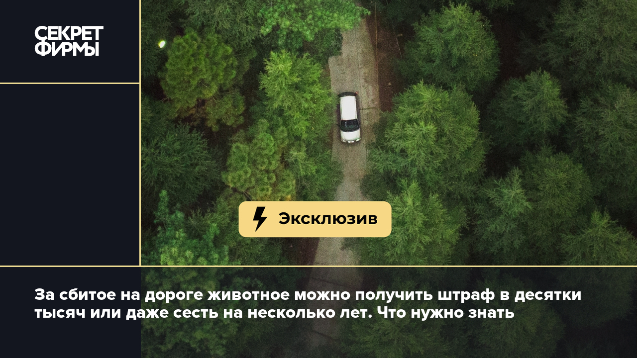 Кто отвечает за сбитого лося на дороге? Мнение юристов — Секрет фирмы