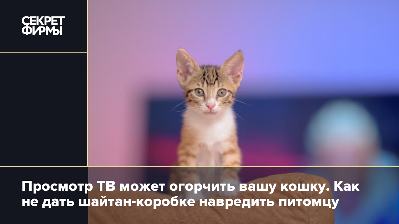 Кошка смотрит телевизор — нормально ли это и навредит ли её зрению? —  Секрет фирмы