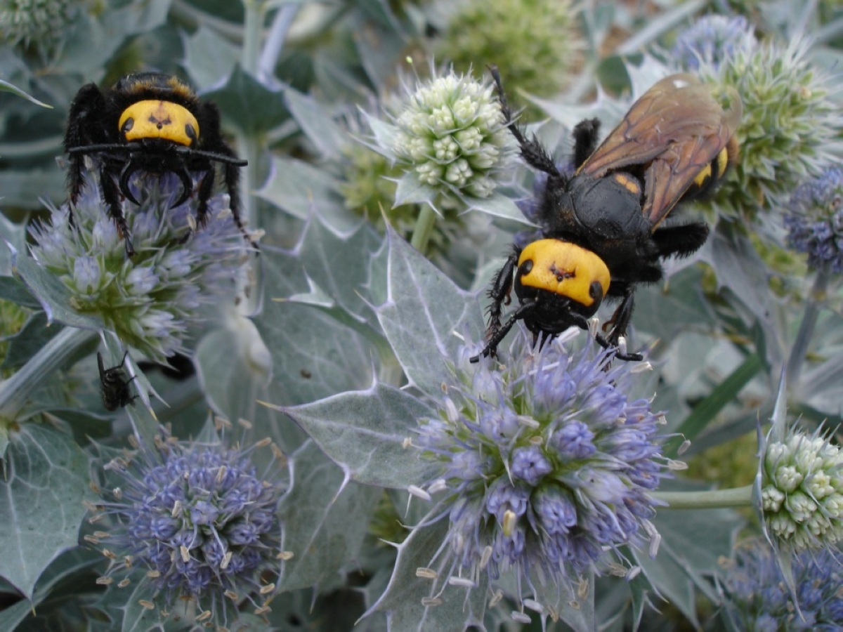 Энтомолог Хряпин: из-за жары в Москве появились гигантские осы