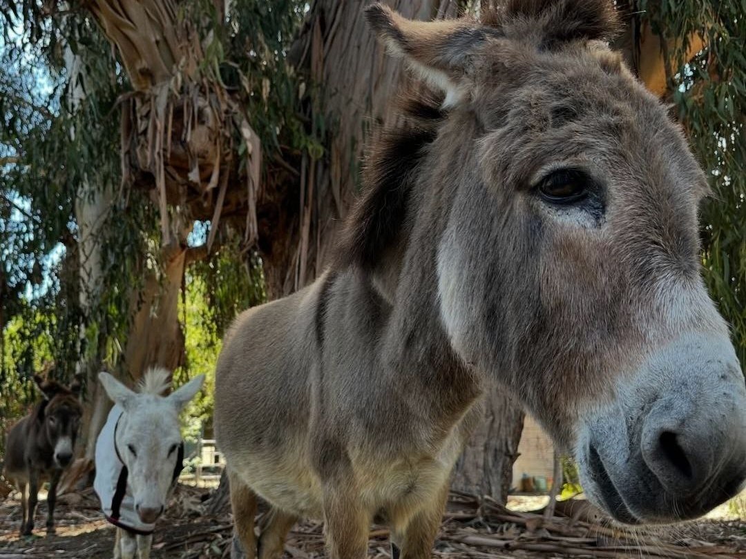 В США скончался прототип Осла из Шрэка