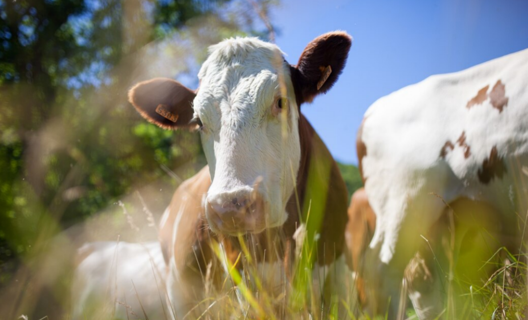 Житель Владикавказа уместил сразу двух коров на заднем сиденье Волги