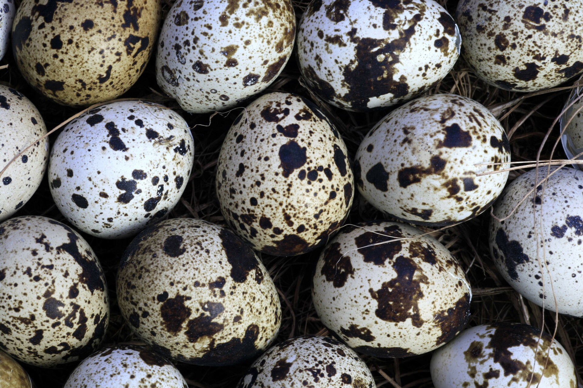 Роспотребнадзор: перепелиные яйца гипоаллергенны и полезны для мозга