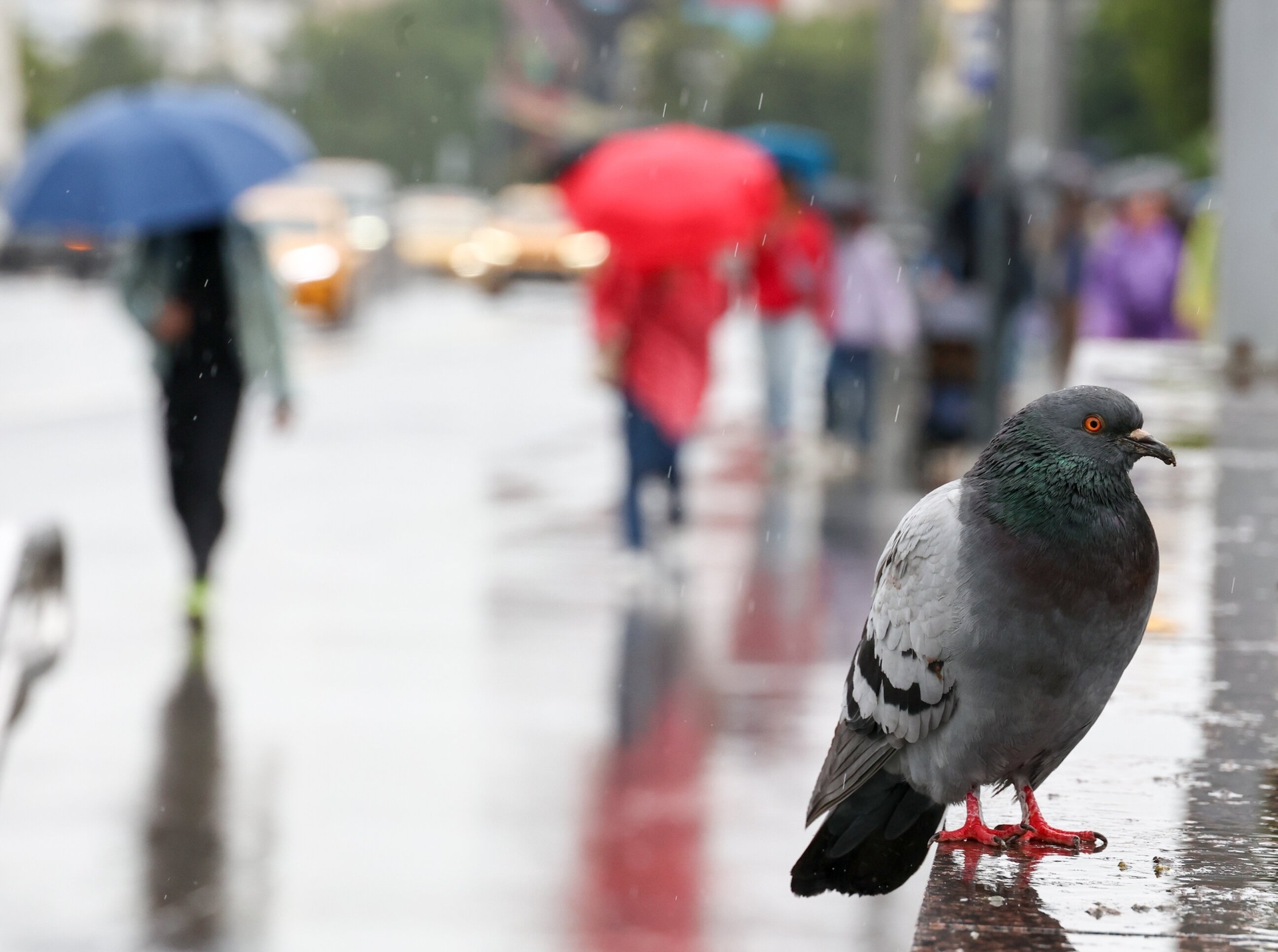 Синоптик Позднякова: потепления в Москве и области до конца июня не ожидается