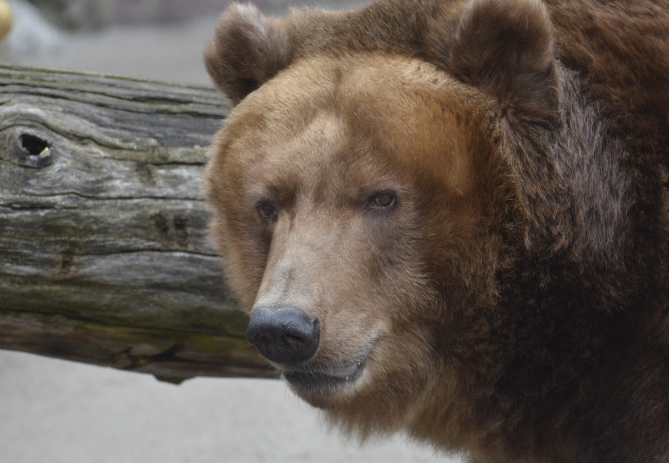 В России медведь раскопал десятки могил и съел тела