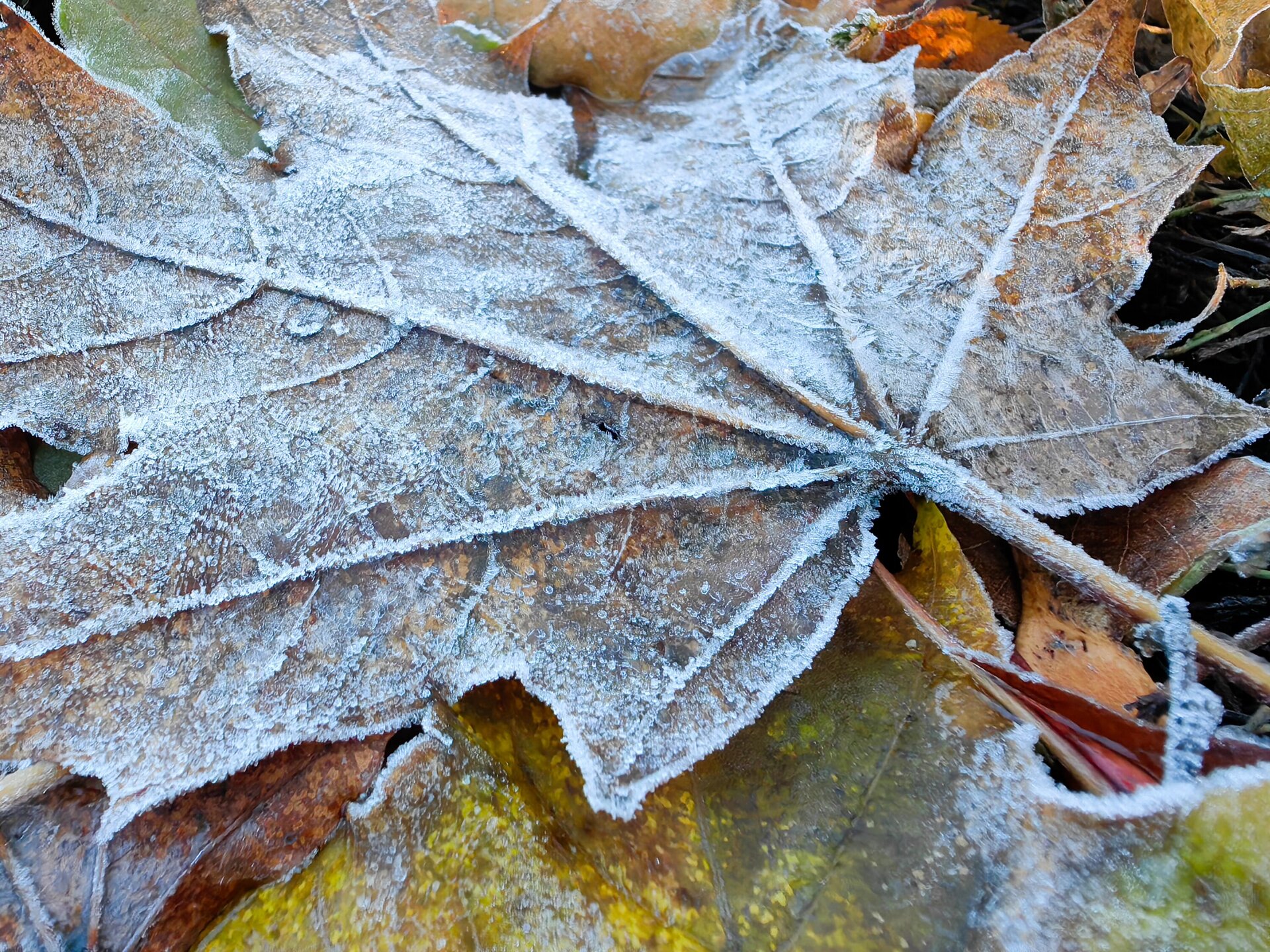 Гидрометцентр: в ночь на 30 сентября в Москве и области ожидаются заморозки