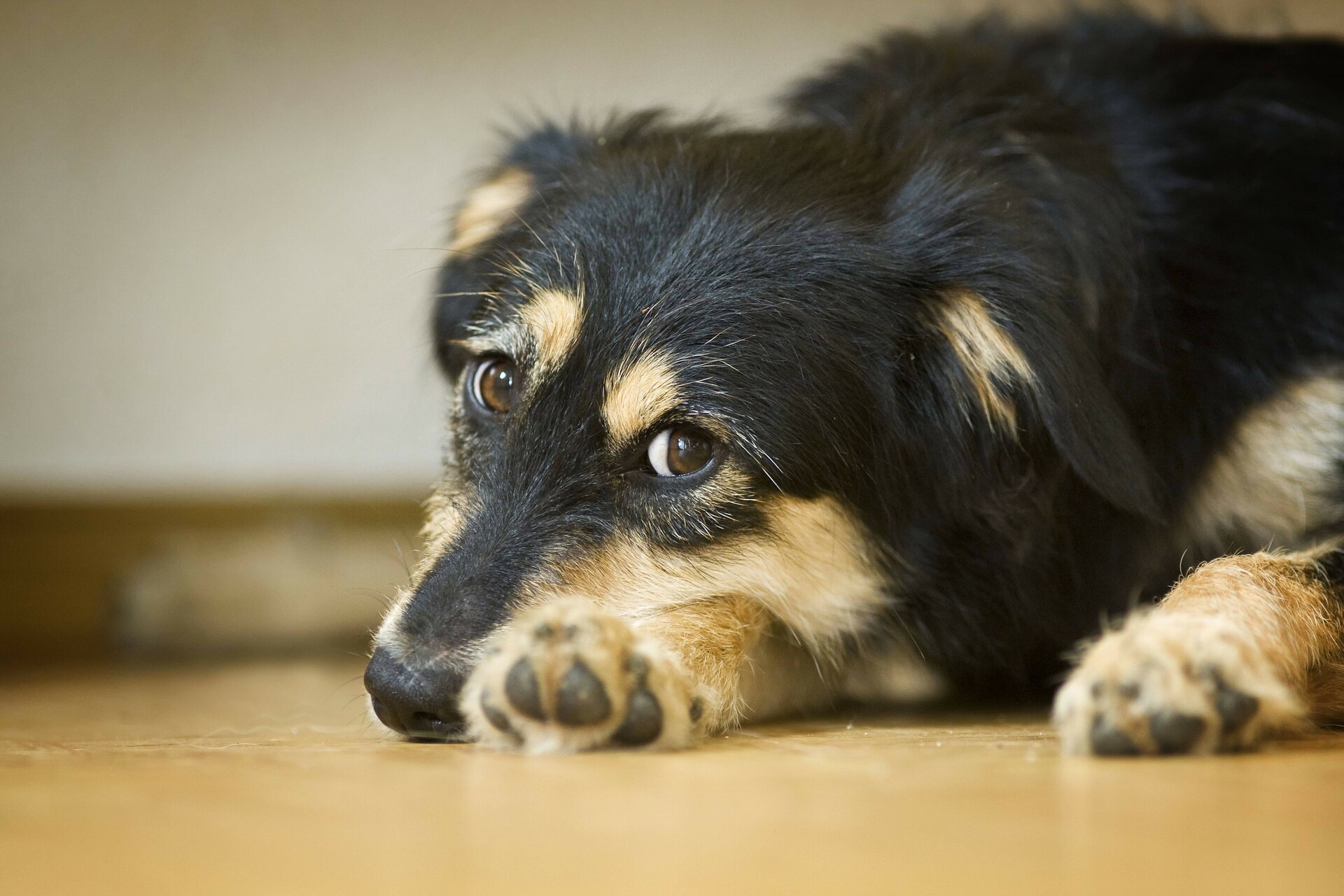 Депутаты предложили запретить содержание 12 пород собак в многоэтажках