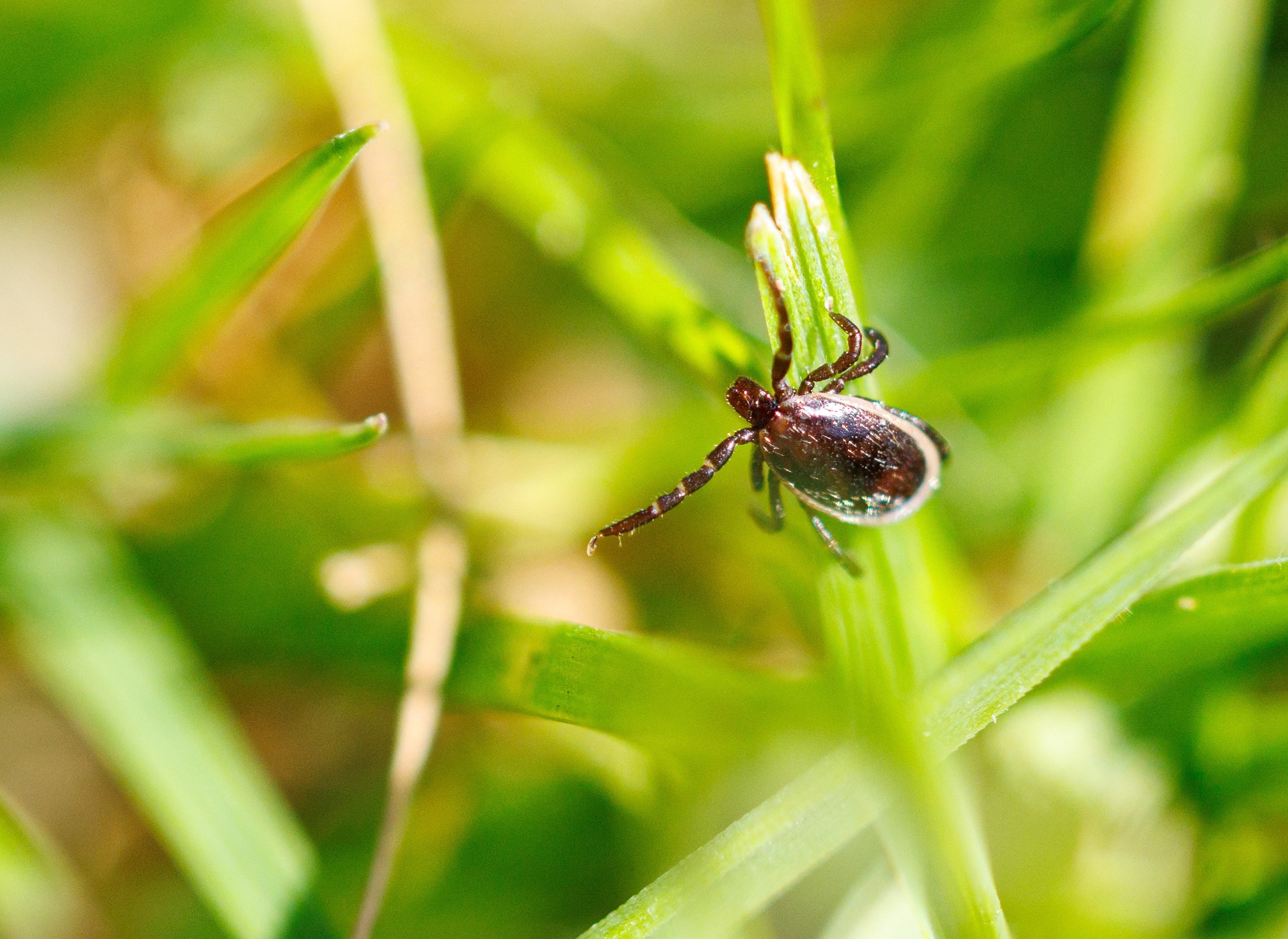 В Роспотребнадзоре предупредили о сохранении активности клещей
