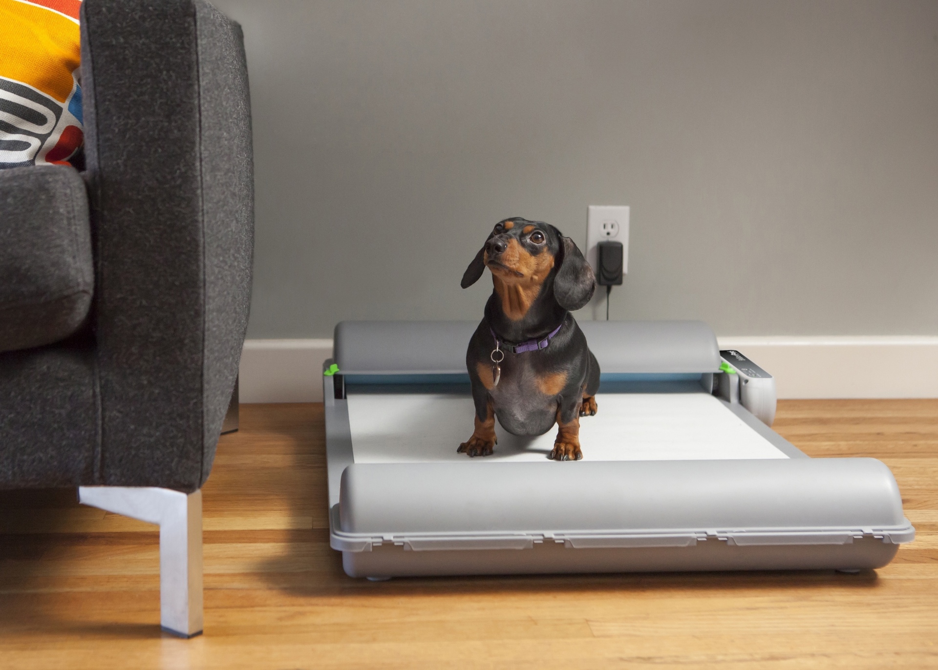 В Госдуме захотели ввести лимит на количество домашних животных в квартирах