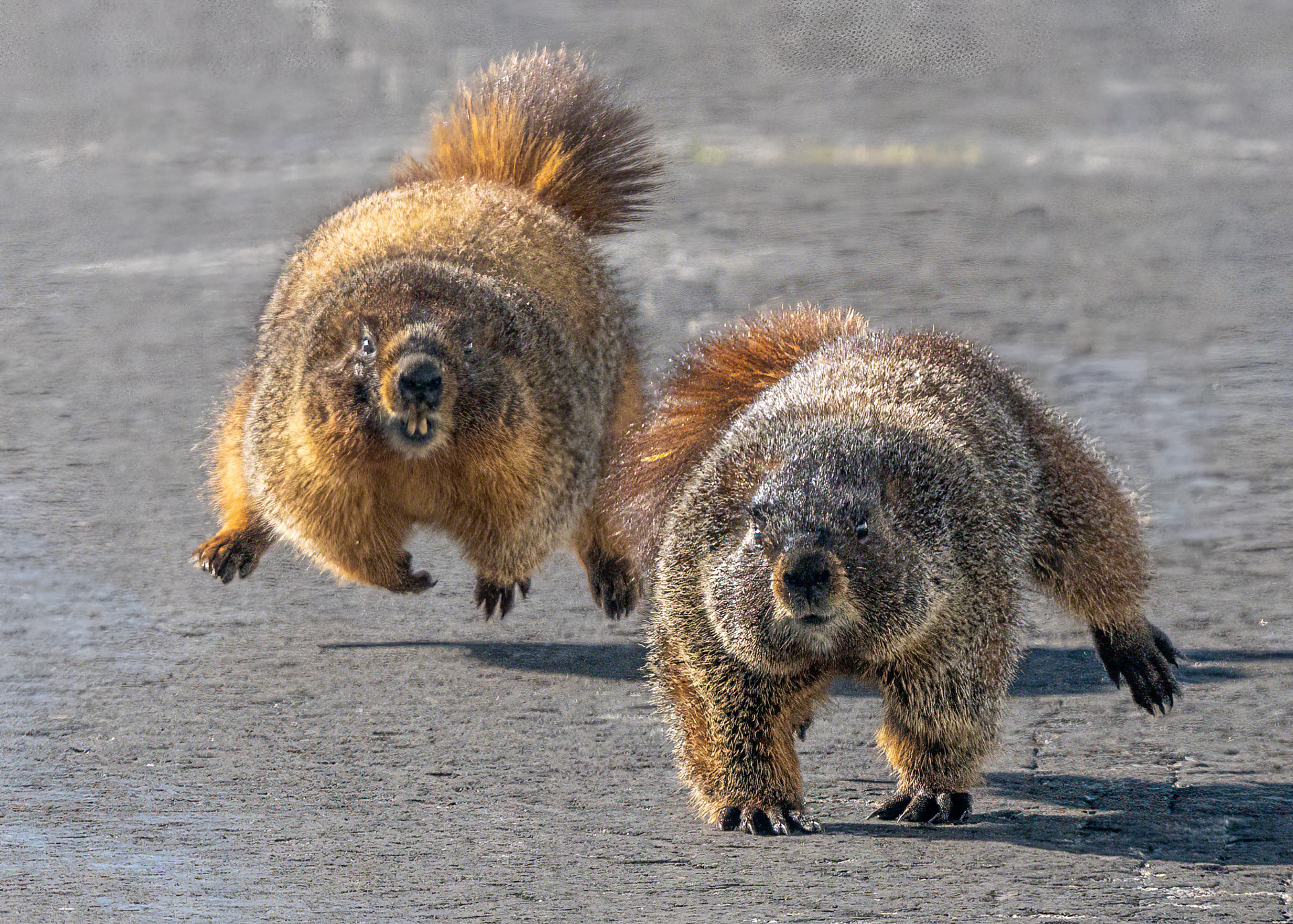 В Бурятии предупредили о вспышке бубонной чумы и запретили есть сурков