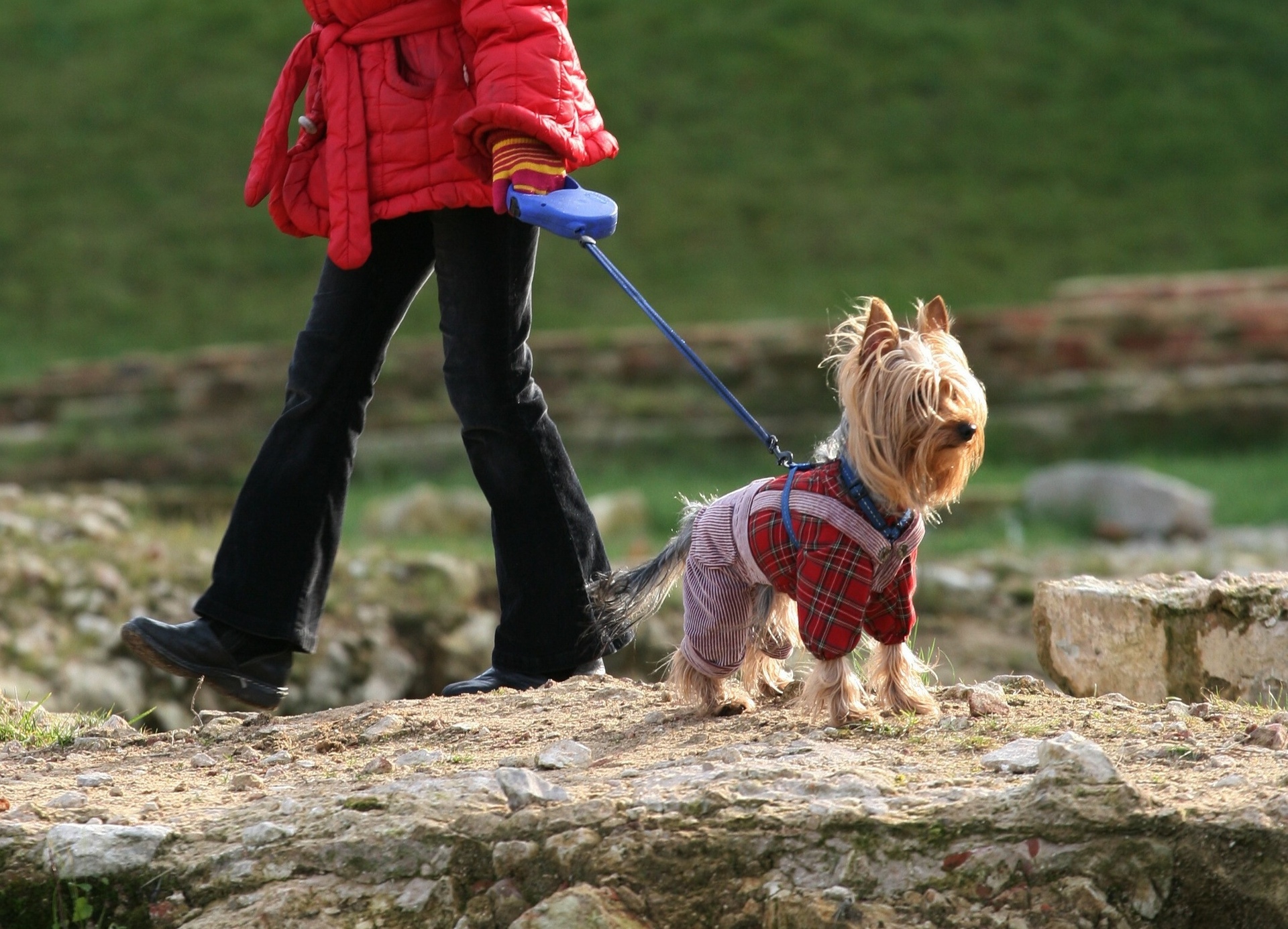 Хозяев животных могут обязать убирать за ними в местах общего пользования