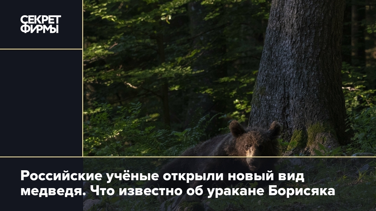 Российские учёные открыли новый вид медведя. Что известно об уракане Борисяка