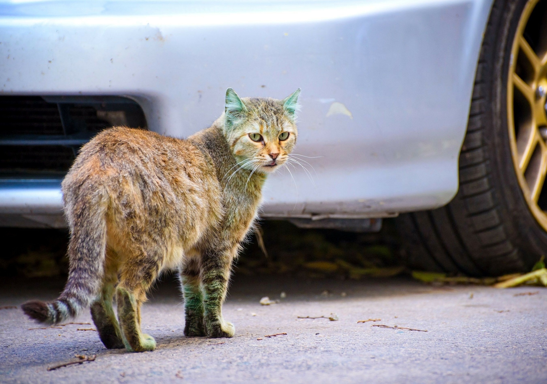 Депутат Бурматов: до 100 тысяч животных становятся бездомными после дачного сезона
