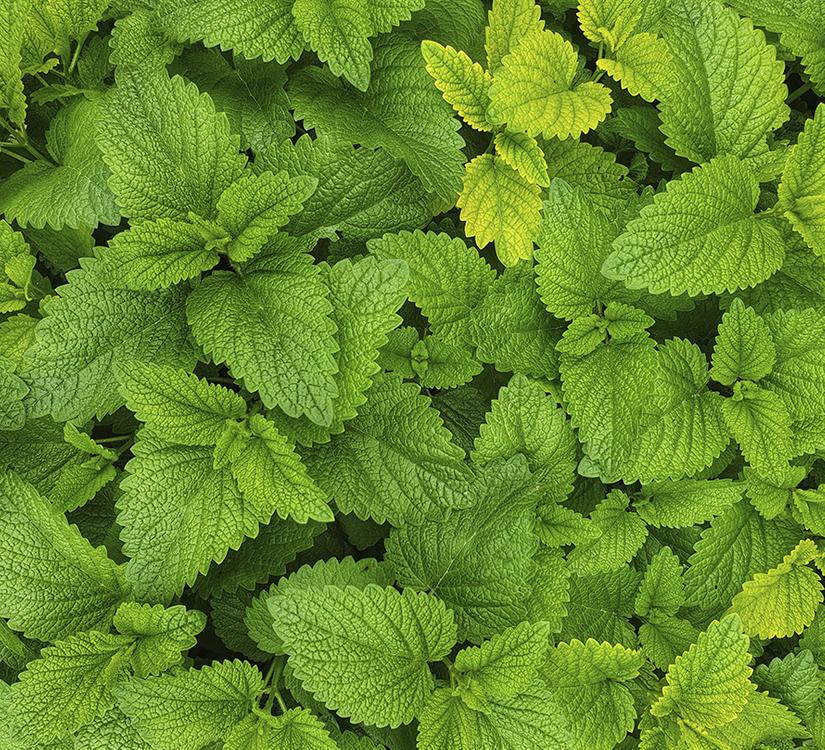 Противопоказания для детей до 2-х лет