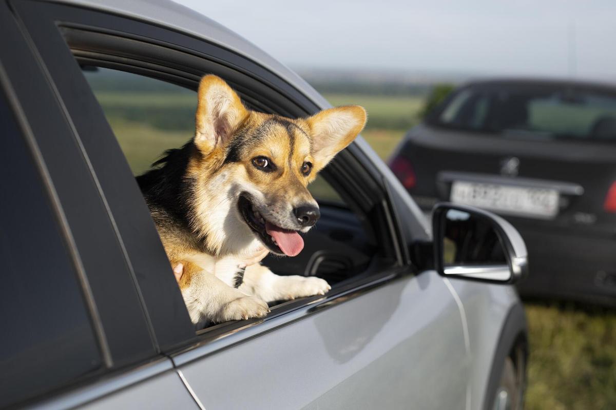 Собака в машине: как приучить животное к путешествиям — Секрет фирмы