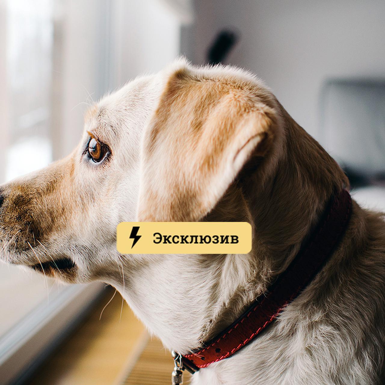 Россиянам разъяснили, что делать, если у соседей завывает собака — Секрет  фирмы