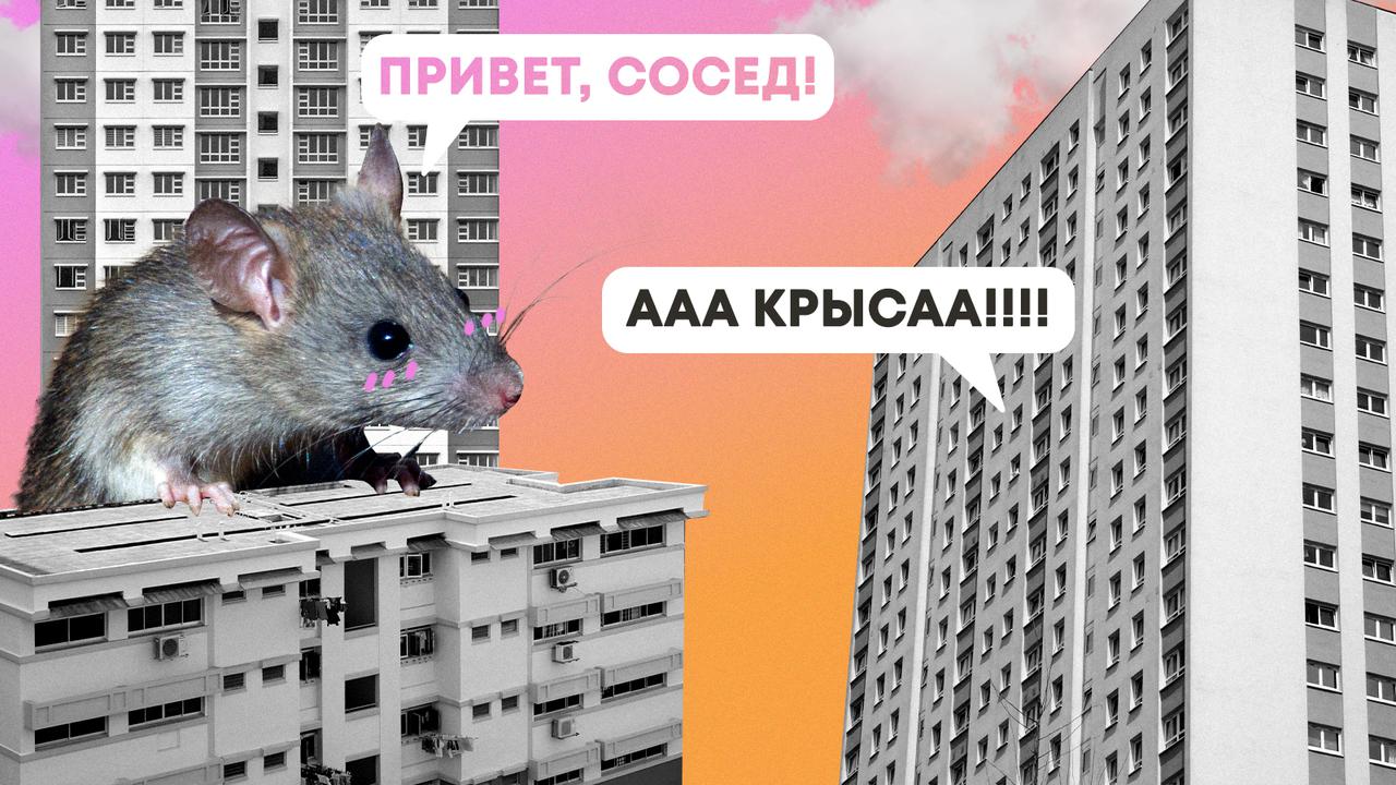 Как избавиться от крыс в квартире и доме. Рассказывают дезинсекторы —  Секрет фирмы