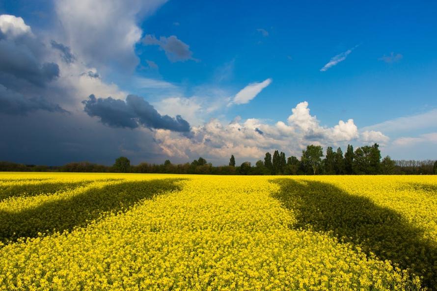 На Украине собираются легализовать марихуану
