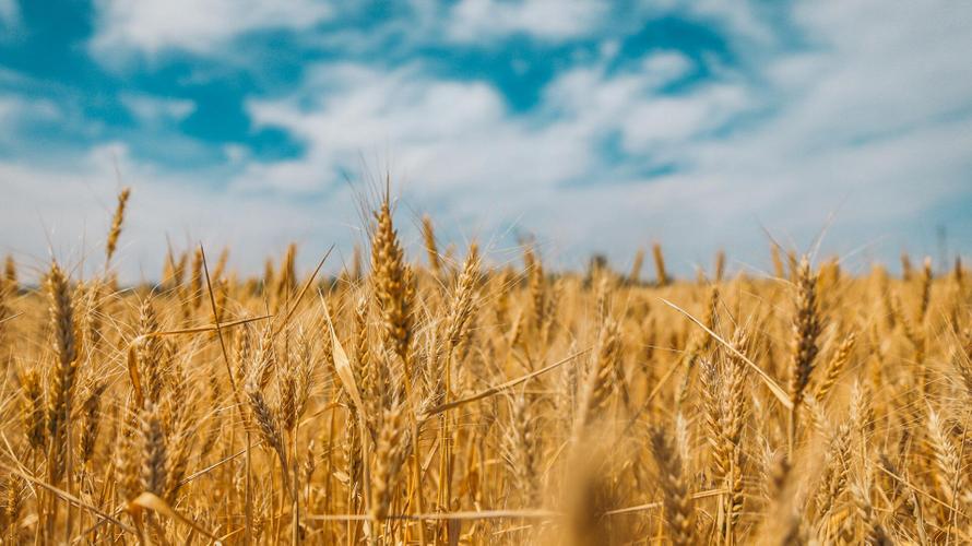 Российская разведка обвинила Польшу в скупке украинских продуктов по дешёвке