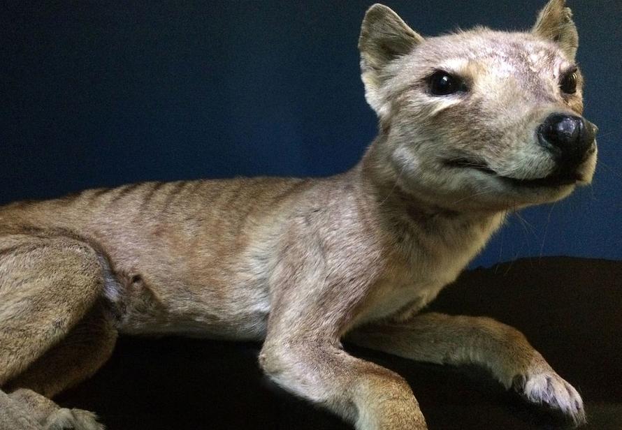 Биткоиновые миллиардеры скинулись на возрождение тасманийского тигра