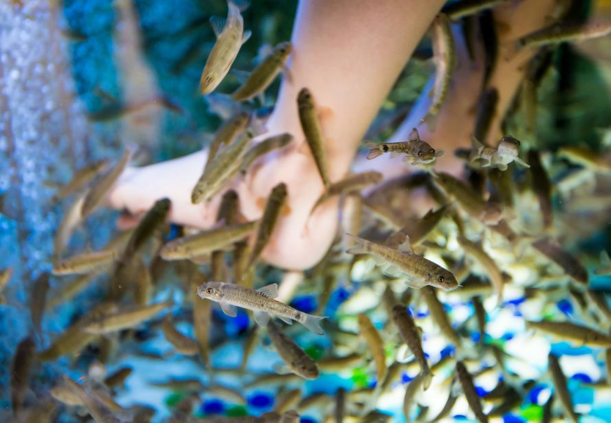 Чем опасен пилинг рыбками? Отвечает косметолог