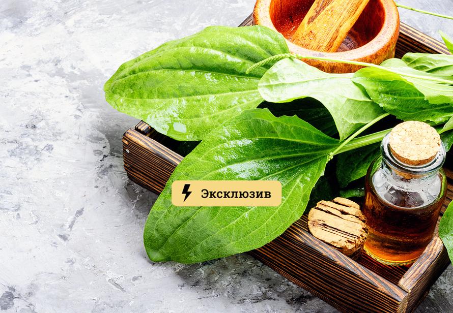 Терапевт рассказала, чем может обернуться прикладывание подорожника на рану