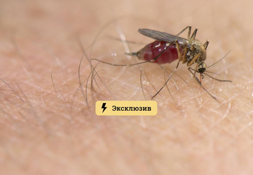 Спасаемся от кровососущих. Как с помощью народных средств спастись от комаров и мошек