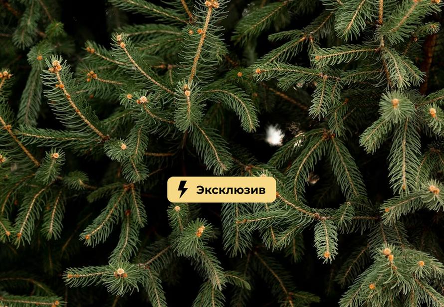Есть ли польза от ели? Микробиолог раскрыла чудо-свойства новогоднего дерева