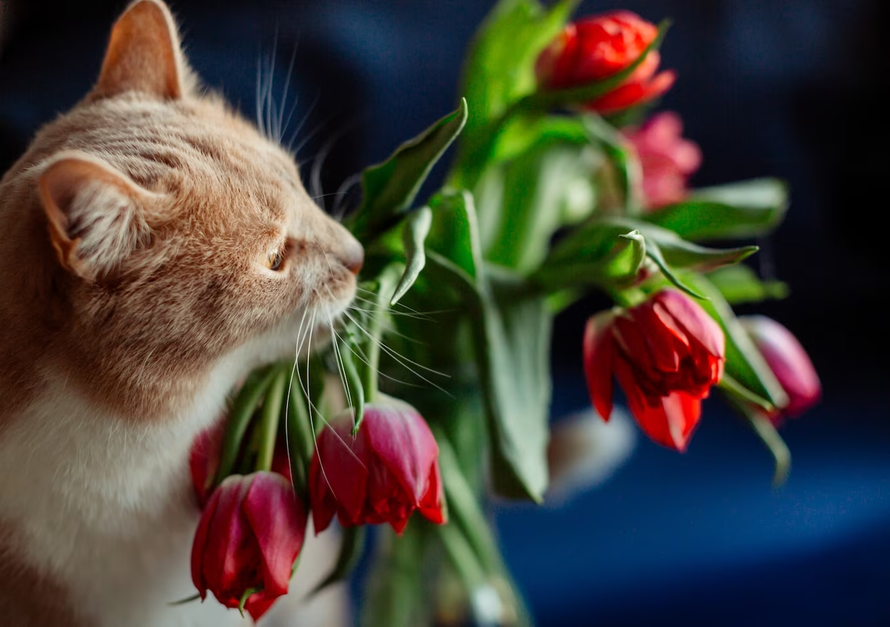 Цветы-убийцы. Какие букеты нельзя дарить женщине с кошкой