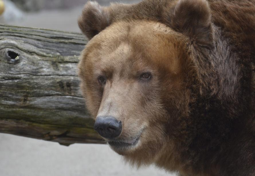 Медведь раскопал десятки могил на российском кладбище и съел тела покойников. Теперь он «в розыске»