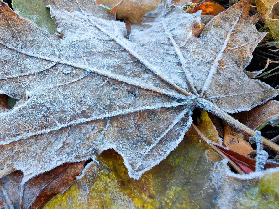 Заморозками закончится для москвичей первый осенний месяц. Что рассказали синоптики