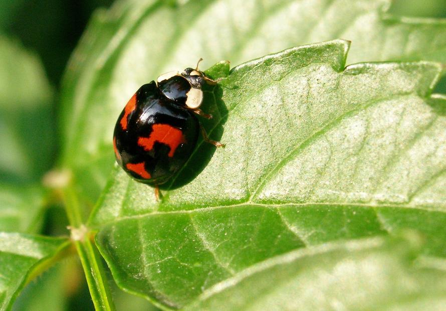 Москвичи столкнулись с нашествием хищных божьих коровок. Чем может закончиться встреча с ними