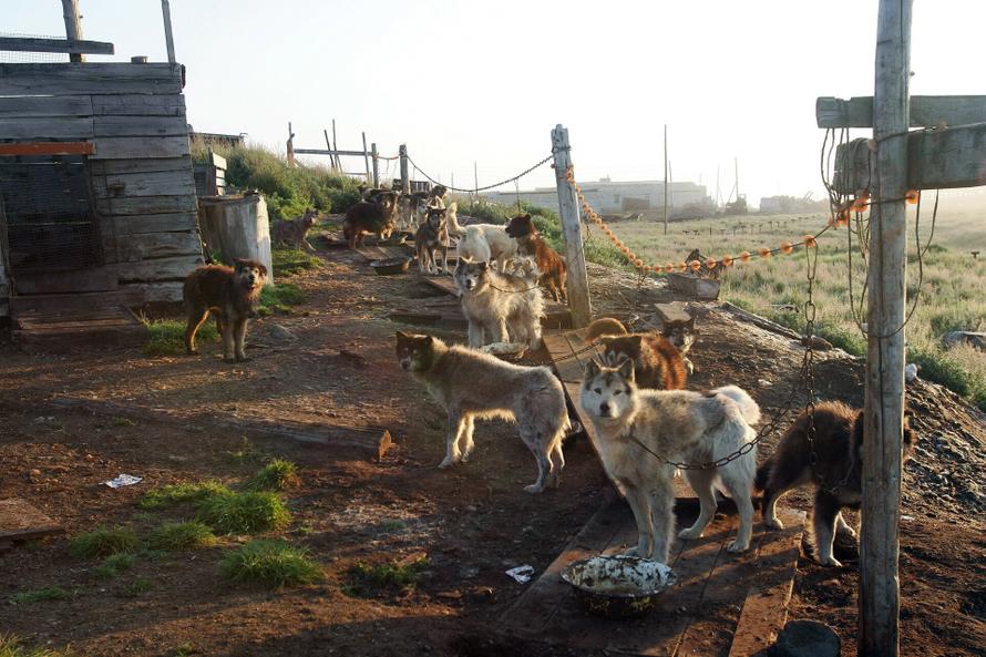 13 собак погибли при пожаре в московском приюте для бездомных животных