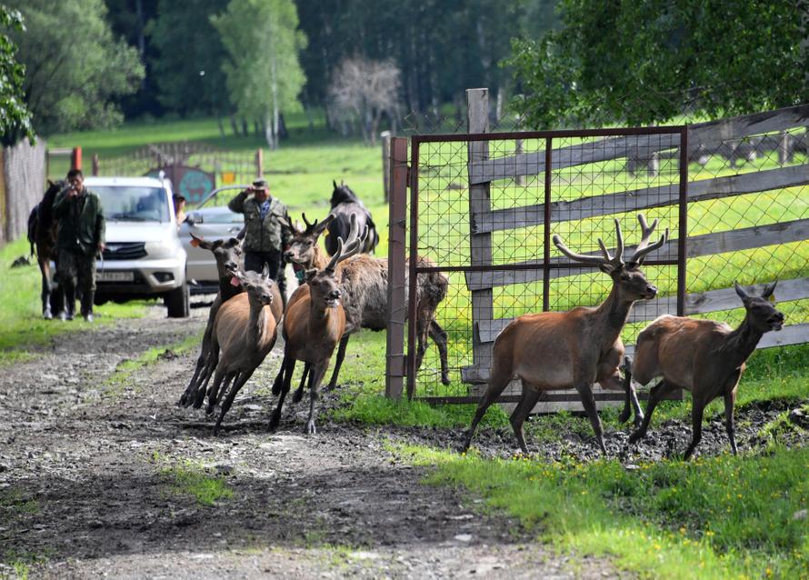 Олень в российском регионе насмерть забодал работника зоопарка. Подробности трагедии