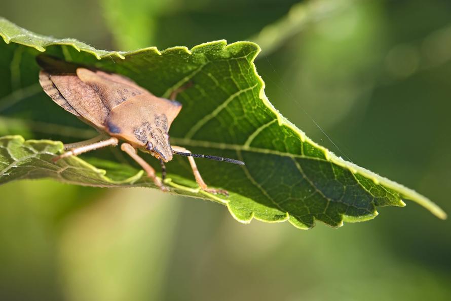 Полчища «жуков-вонючек» атаковали квартиры жителей российского региона. Какие будут последствия