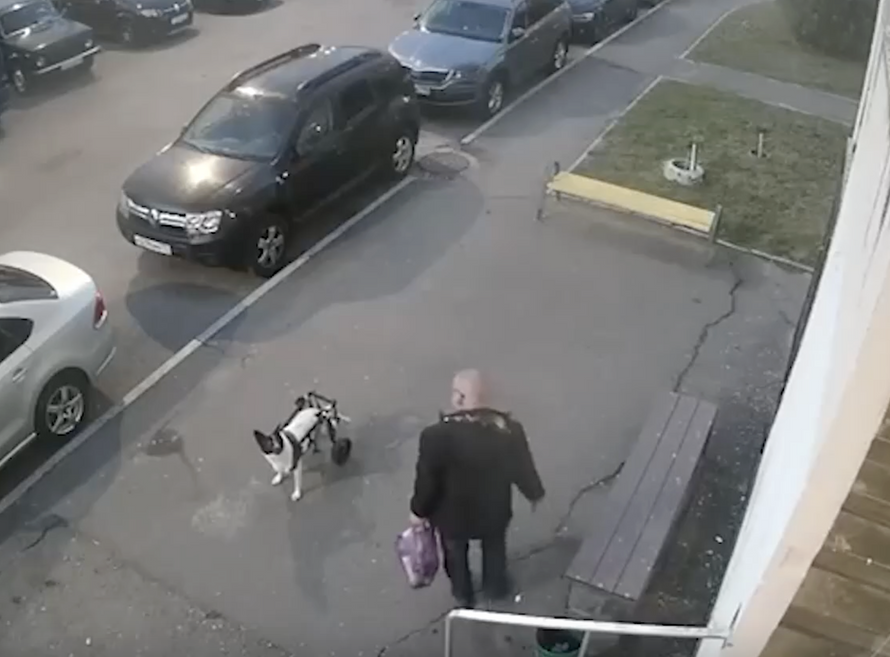 Россиянин избил соседскую собаку-колясочницу. Она получила тяжёлые травмы, а он даже не извинился